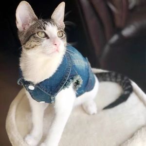 Cat Fashion Denim Jacket/Hoodie